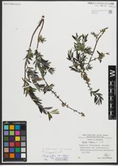 Foto von Salix repens subsp. incubacea (L.) A. Neumann